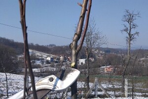 Zašto je važna izolacija provodnice kod rezidbe mladih krušaka?