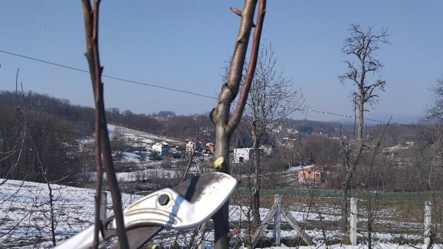 Zašto je važna izolacija provodnice kod rezidbe mladih krušaka?