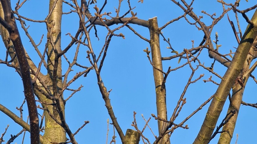Godina izgleda obećavajuće - završava rezidba oraha