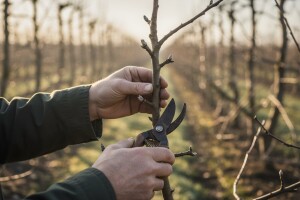 Rezidba po mjeri voćaka