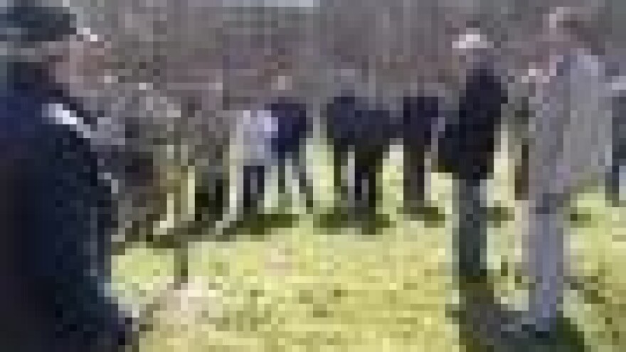 Prikaz rezidbe šljive