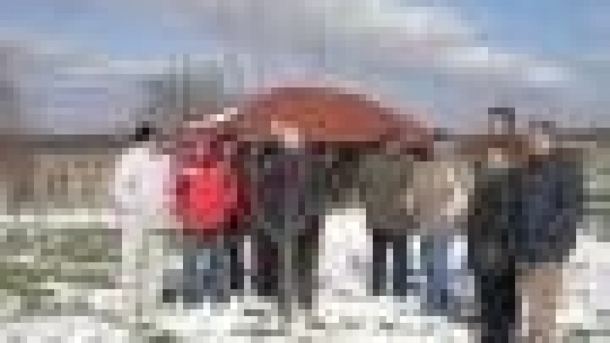 Rezidba šljive u Daruvaru