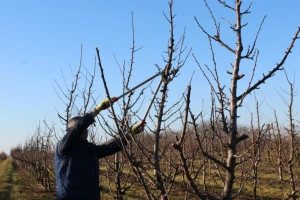 Potop hrvatskog voćarstva - tek s jednom vrstom smo samodostatni, druga 'napeta'