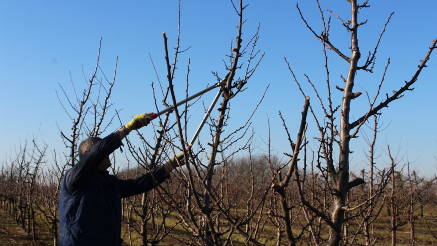 Sredinom februara demonstracija rezidbe u selu Čitluk