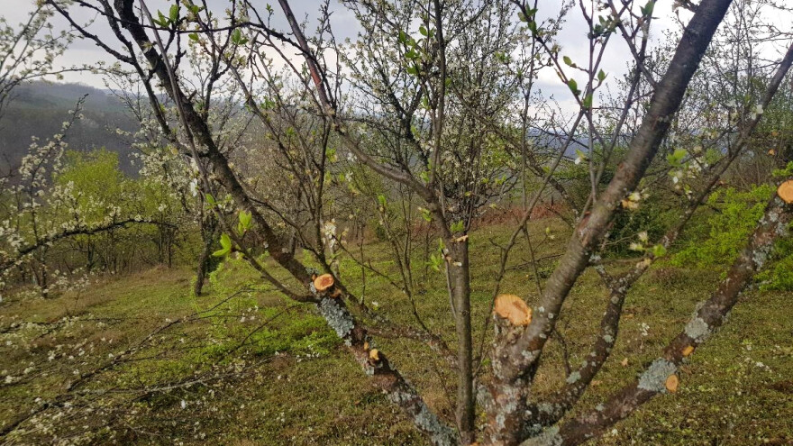 U starijim zasadima šljiva oslobodite unutrašnjost krošnje - podmladićete ih