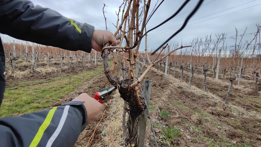 Eska, petrijeva bolest, eutipoza: Dvije su mjere zaštite od bolesti drva vinove loze