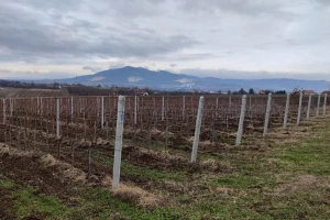 Šta podrazumeva rekonstrukcija i regeneracija vinograda?