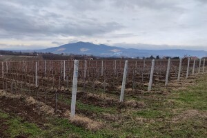 Šta podrazumeva rekonstrukcija i regeneracija vinograda?