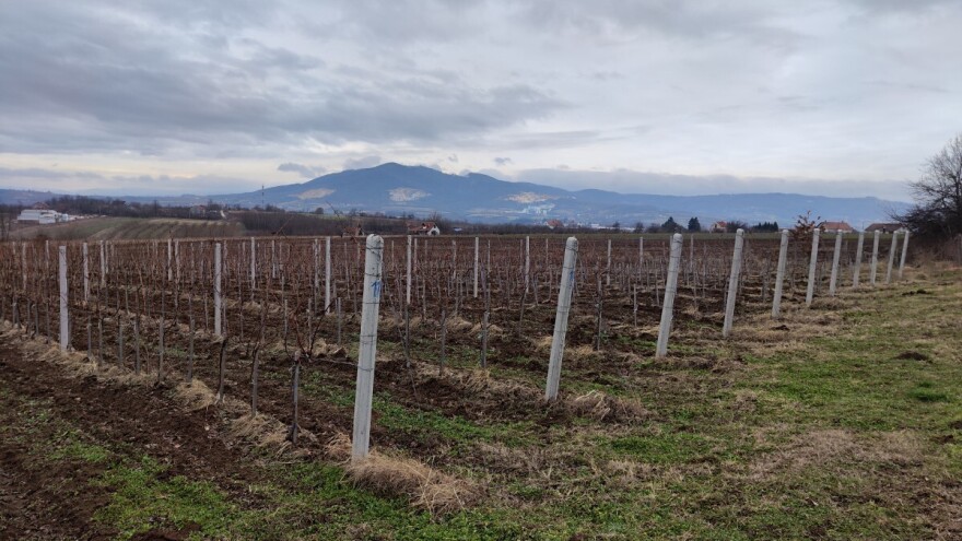 Šta podrazumeva rekonstrukcija i regeneracija vinograda?