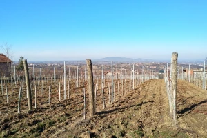 Mart - idealan mesec za prolećnu sadnju vinograda