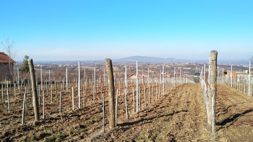 Mart - idealan mesec za prolećnu sadnju vinograda