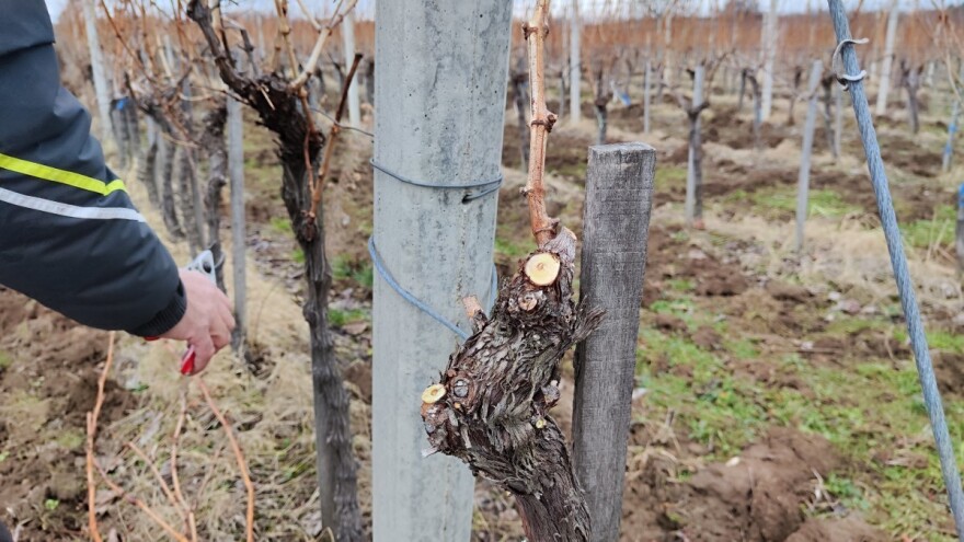 O čemu voditi računa tokom i nakon rezidbe vinove loze?