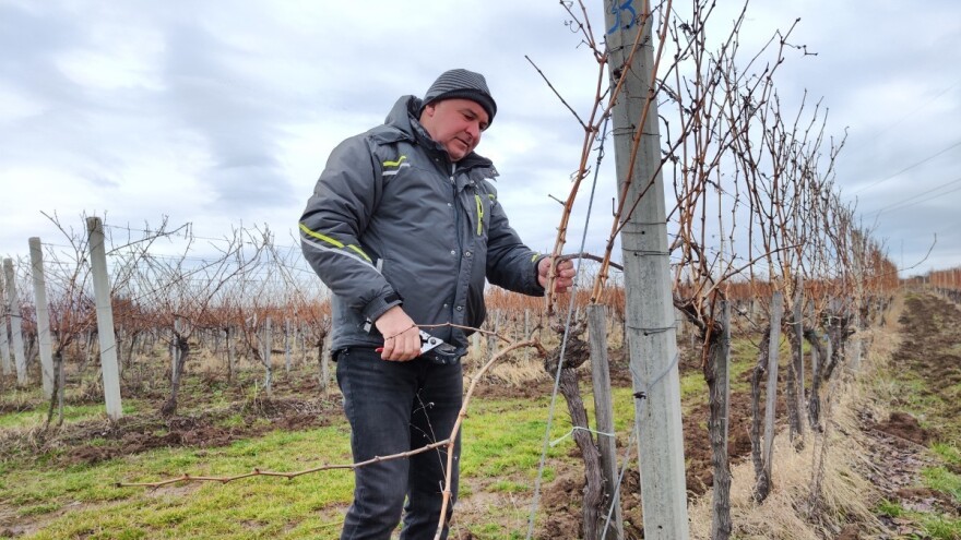 Gijov uzgojni oblik: Šta kada lastar pukne pri povijanju?