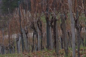 Ne treba žuriti sa rezidbom vinove loze