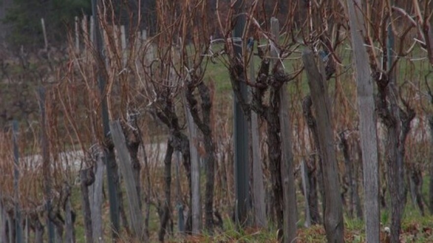Ne treba žuriti sa rezidbom vinove loze
