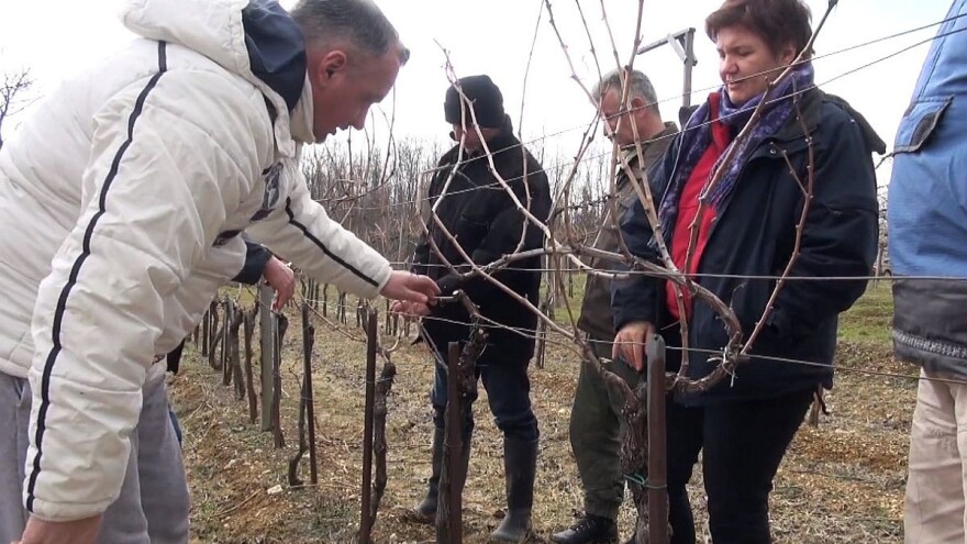 Rezidba - najbitniji posao u vinogradu