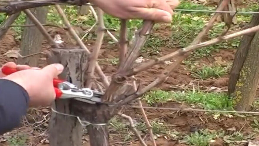 Orezivanje vinograda na jugu Srbije