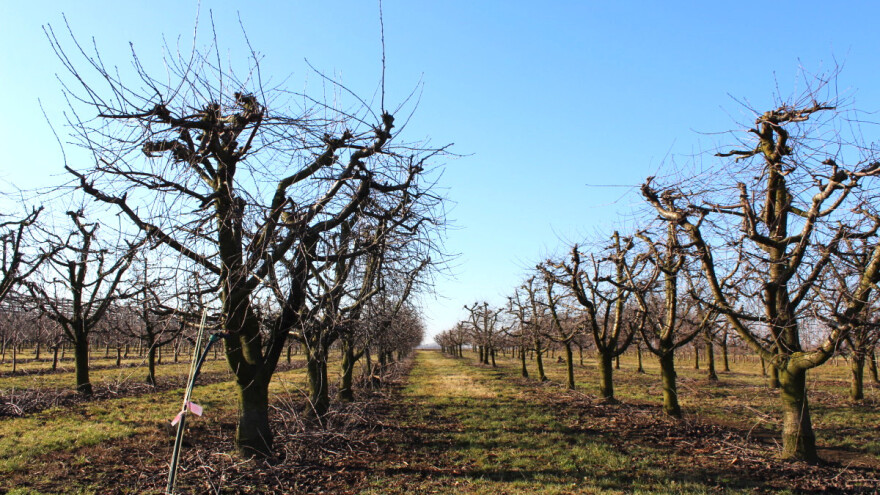 Rezidba trešnje i višnje - koje su razlike?