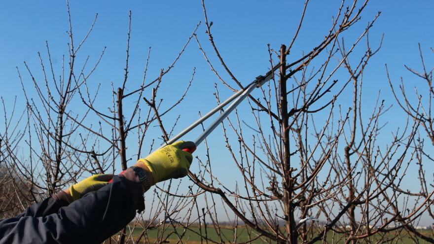 Prvo sanitarne mere, a potom zaštita: Vreme je za plavo prskanje koštičavih voćnih vrsta
