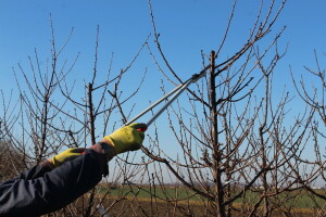 Prvo sanitacija, a potom zaštita: Vrijeme je za plavo prskanje koštičavih vrsta voća, evo i s čim