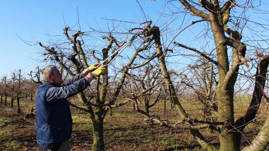 Rezidba jabuke, višnje i šljive - kako i koje greške izbjeći?