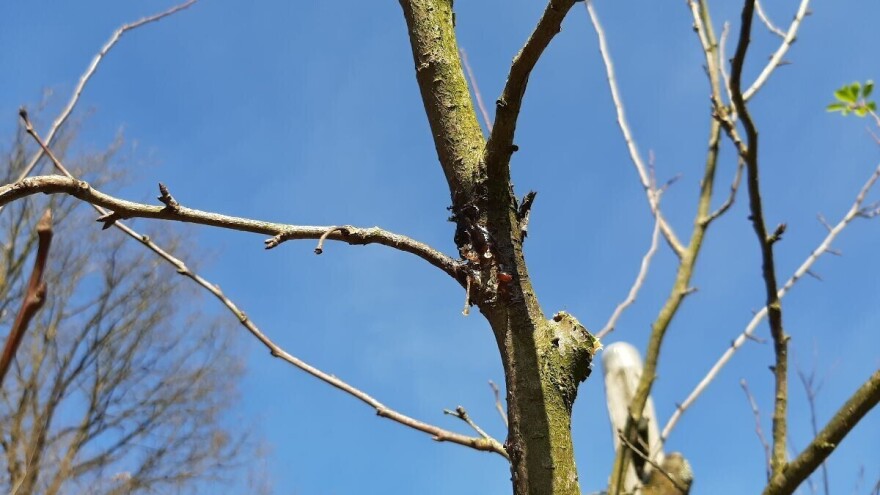 Ne ostavljajte patrljke - najčešća greška prilikom rezidbe koštičavog voća
