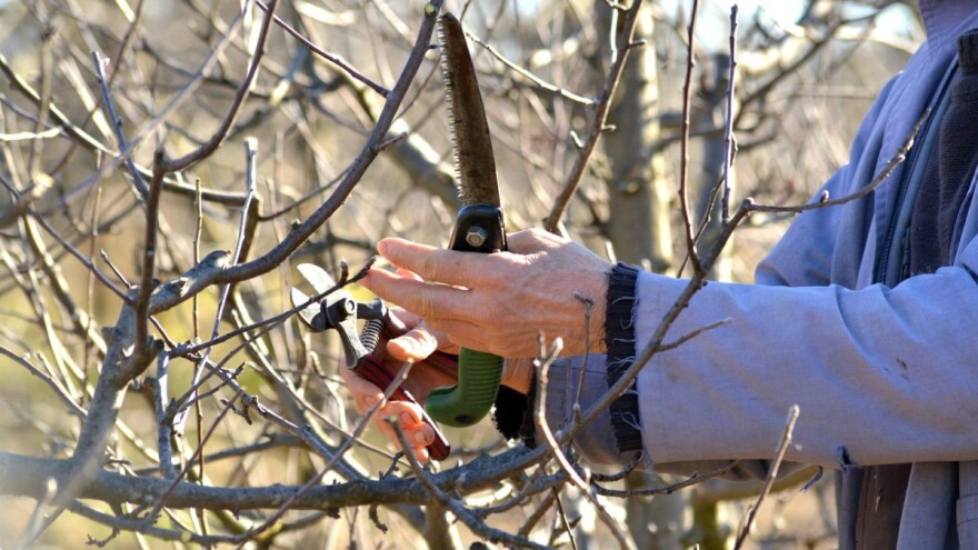Prijavite se na besplatnu Zimsku školu rezidbe vinove loze i voćnjaka!
