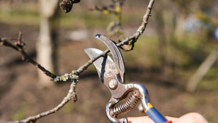 Pripremite se za jesensku rezidbu voćaka