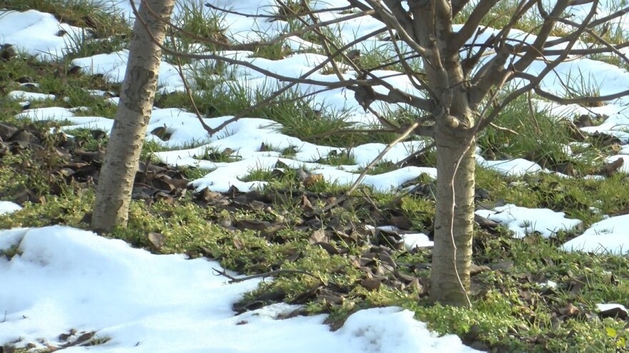 U jeku zimske rezidbe, na red došao i matičnjak voćnih pupova