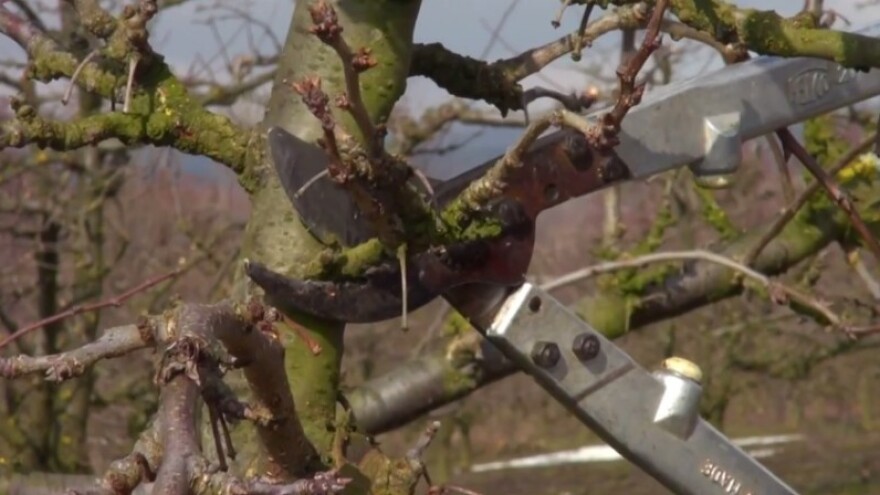 Besplatno naučite sve o pravilnoj rezidbi voćaka