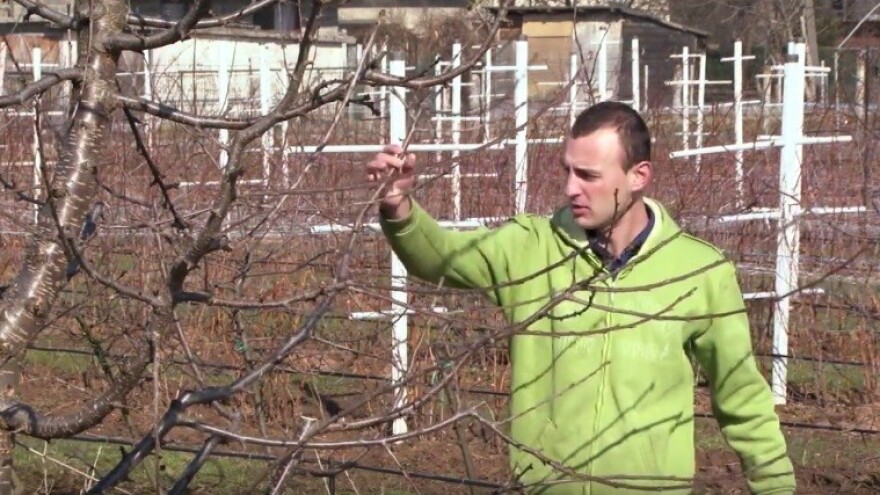 Savjeti za pravilnu zimsku rezidbu trešnje