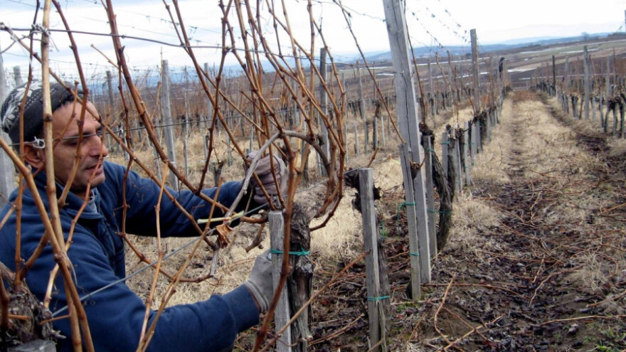Uticaj opterećenja na rodnost vinove loze
