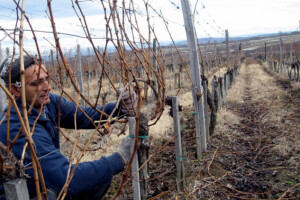 Uticaj opterećenja na rodnost vinove loze
