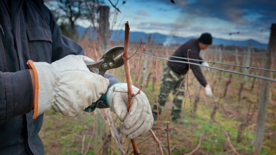 Zimska rezidba vinove loze