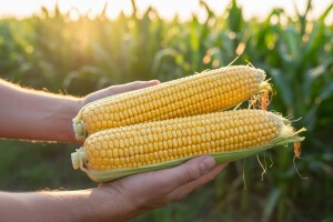 Rezultati pokusa KWS hibrida kukuruza 2014.