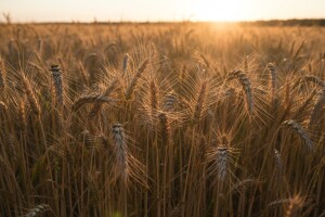 Rezultati uroda pšenice 2013./14.