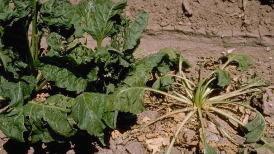 Prirodna prevencija polijeganja sadnica!