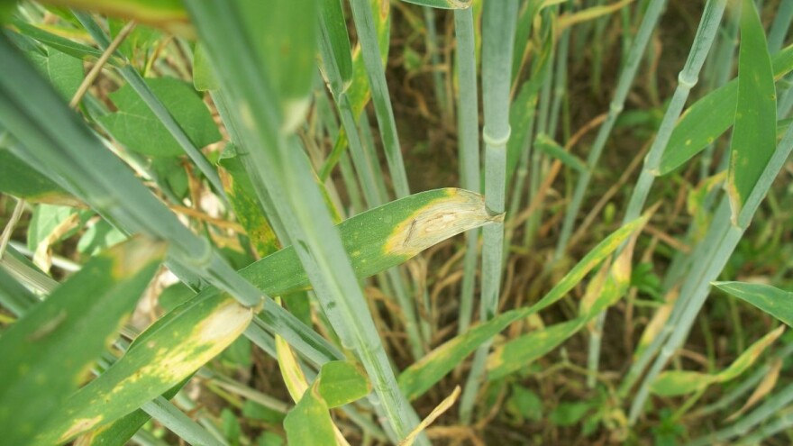 S Pro-bacom biljke ostaju zdrave, otpornije na stres i nepovoljne uvjete