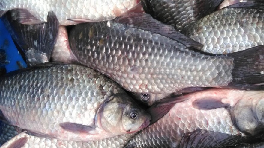 Vreme posta, a smanjena potražnja za ribom - korona ili nedostatak navike?