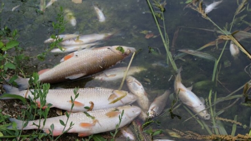 Eksplozivom izlovili veću količinu ribe