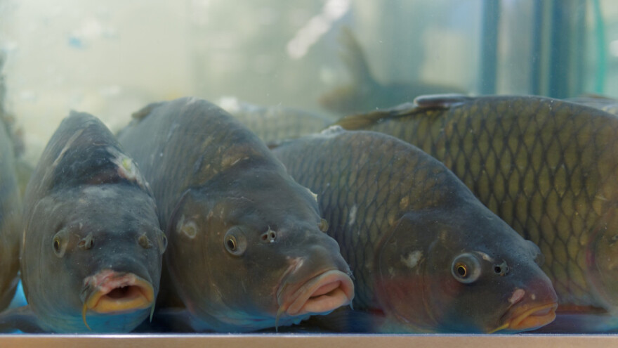 Mali poticaji i slaba prodaja uništili ribarstvo?