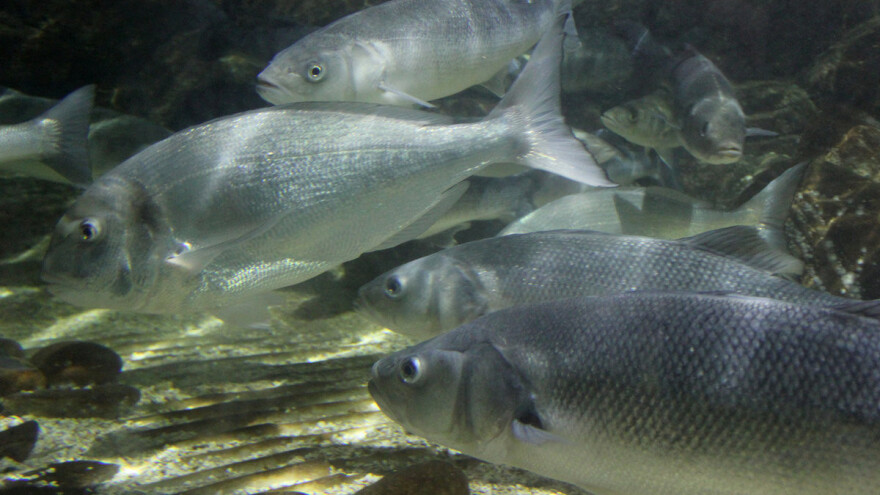 Ribe gube osećaj mirisa pod uticajem ugljenik dioksida