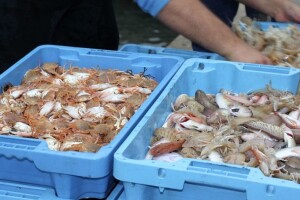 Brexit: Zbog dodatne birokracije kamioni s ribom i morskim plodovima zapeli na carini