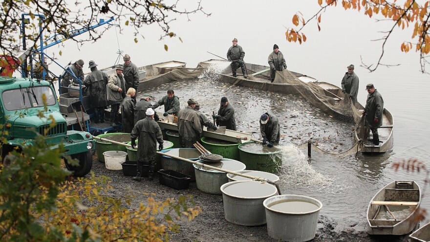 Preventivnim delovanjem protiv trovanja ribe