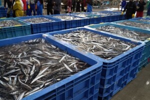 Nature: Proizvodnja morske hrane mogla bi značajno porasti do 2050. godine