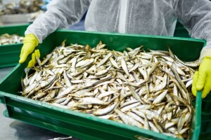 Znanstvenici poručili EU: Prestanite financirati prekomjeran ribolov