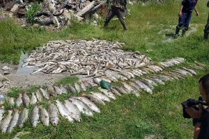 Masovni pomor ribe u rijeci Ćehotini