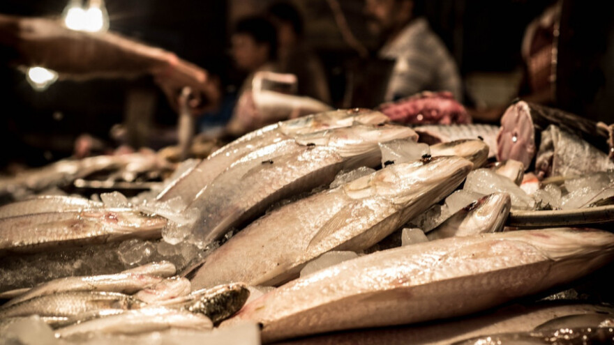 Javnost o ribarskim lukama i burzi riba