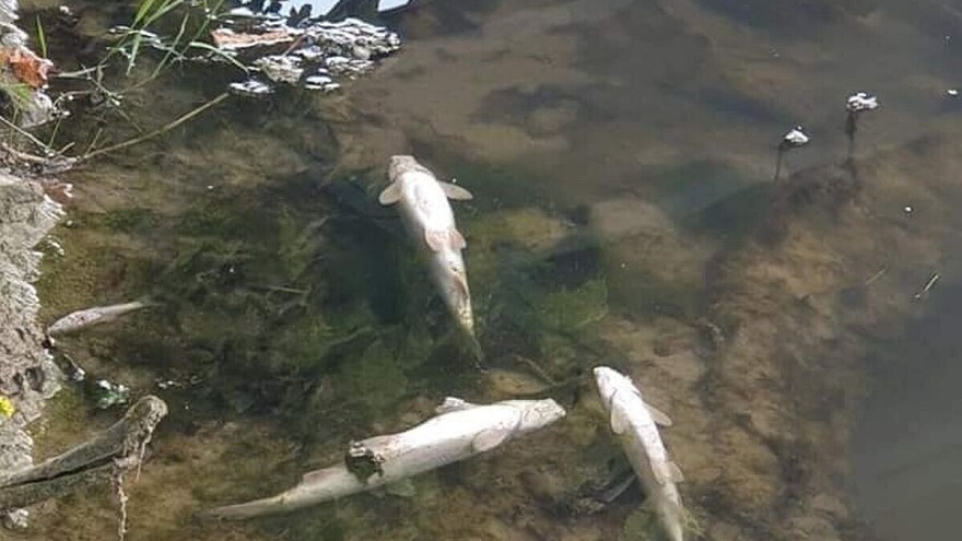 Šteta zbog pomora ribe u Ćehotini i Vezišnici oko 350 hilljada evra