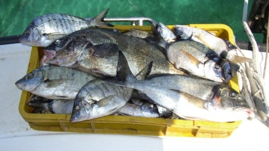 Ribari ponovno na nogama